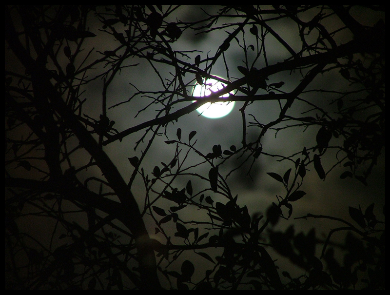 moonshadows
