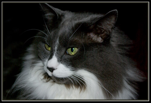 Mittens Portrait