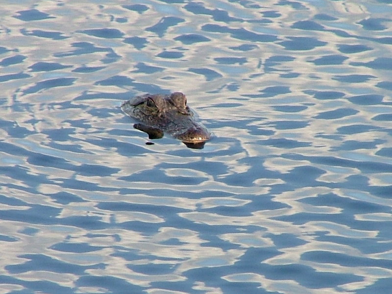 Gator! 