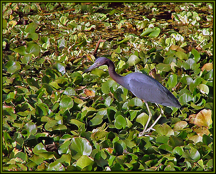 Blue Heron
