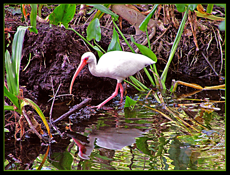 Ibis edited