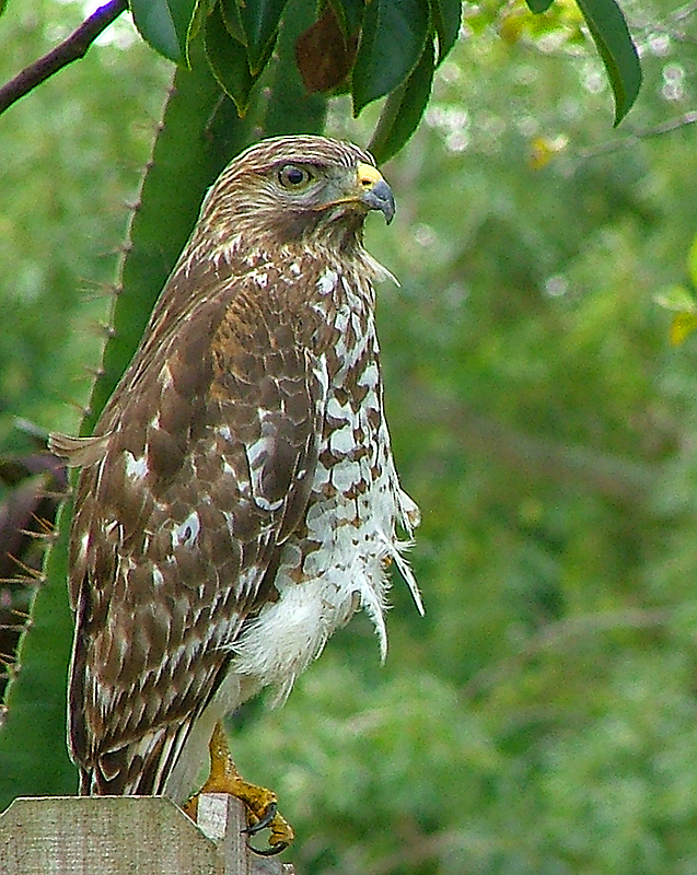 bighawkSC.jpg