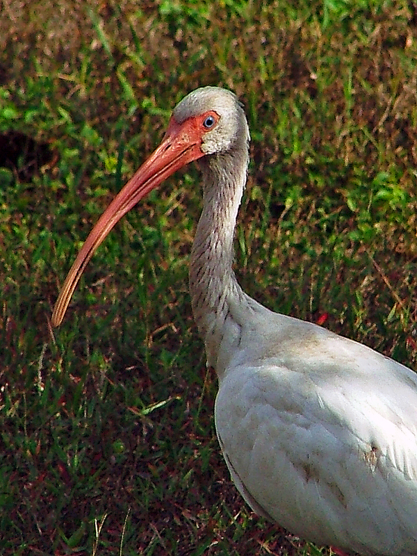 IBIS