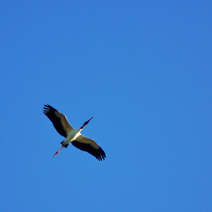 Glossy Ibis