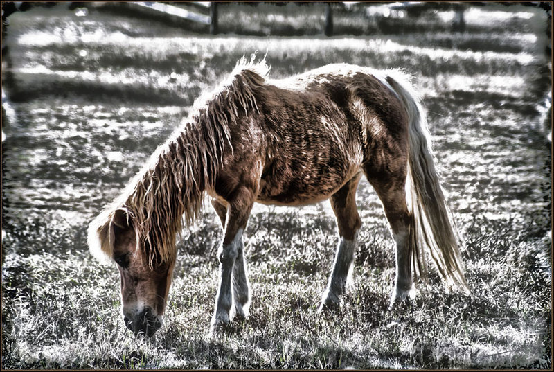 Pony