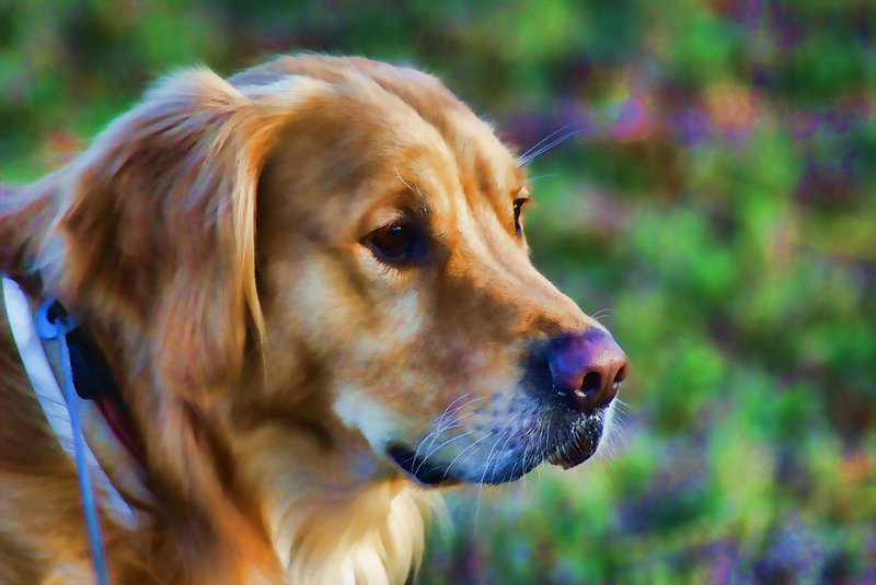 Rex