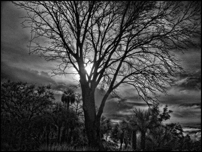 IR Backlit Tree