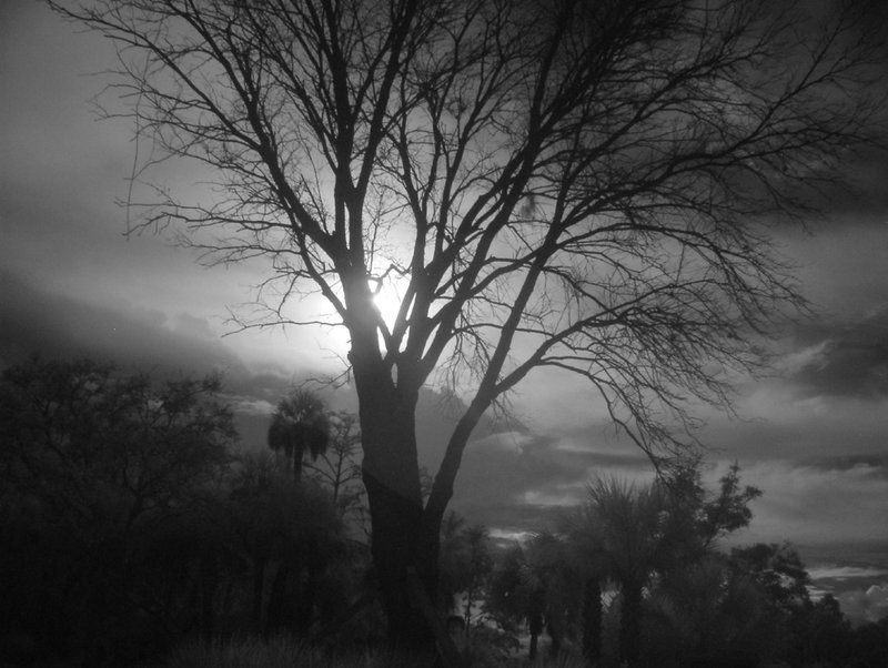 Backlit Tree Original