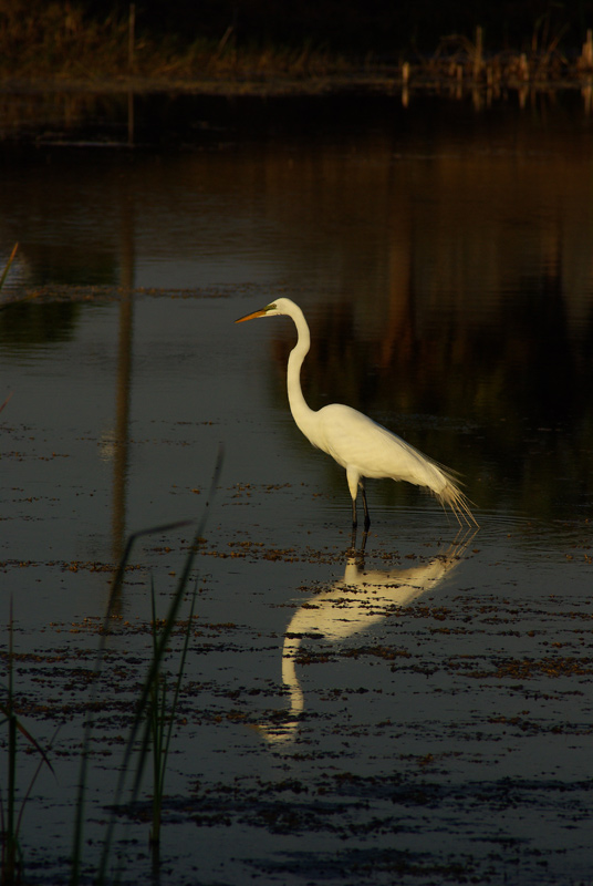 Egret Original