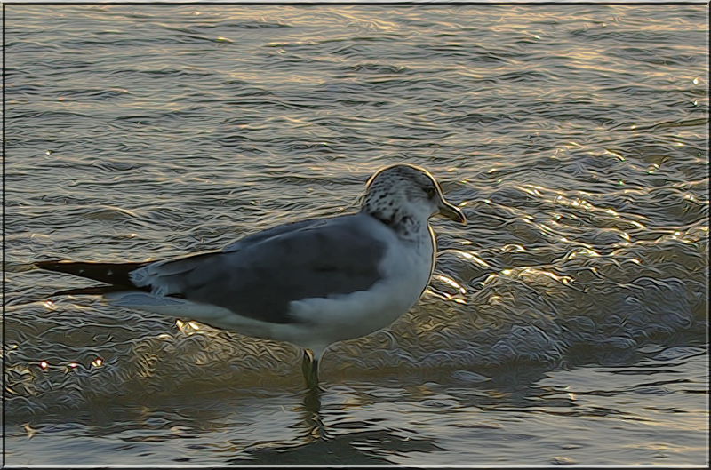 Sea Gull Clean