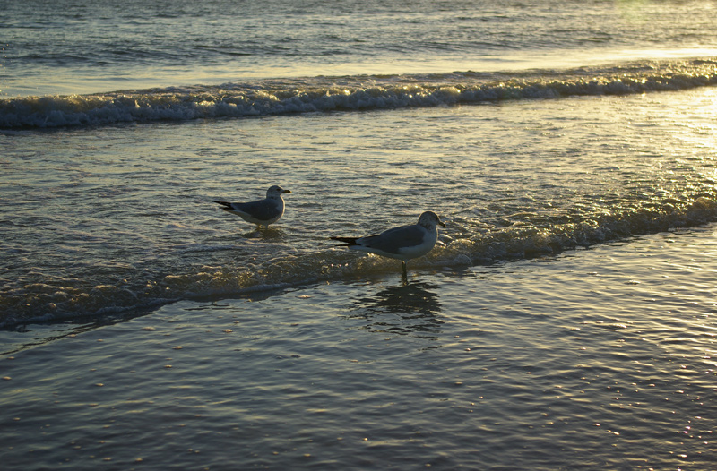 SeagullOriginal.jpg