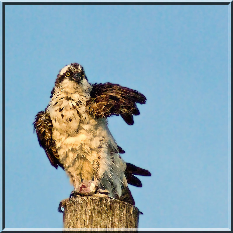 Osprey2.jpg
