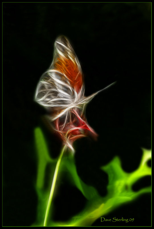 Fractal Butterfly