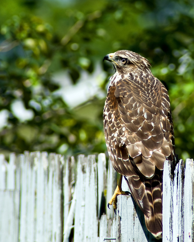 Hawk2