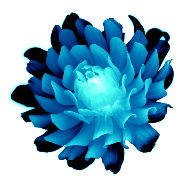 Dahlia (Inverted)