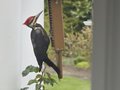 Pileated Woodpecker