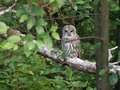 Barred Owl