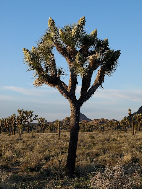 Mojave Landmark