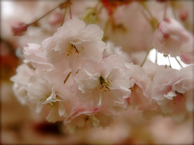Cherry Blossoms