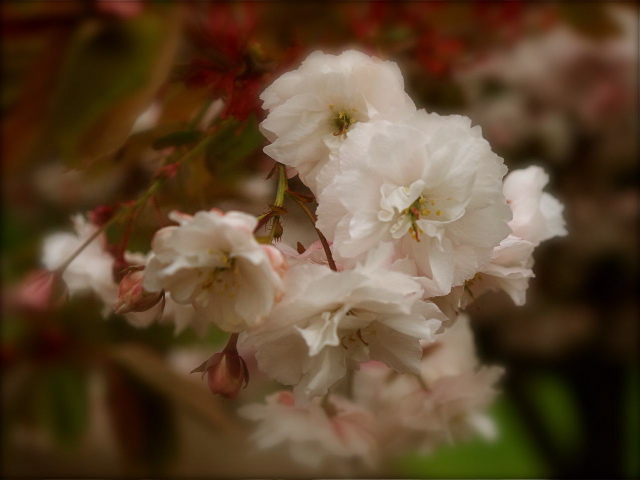 Cherry Blossoms II