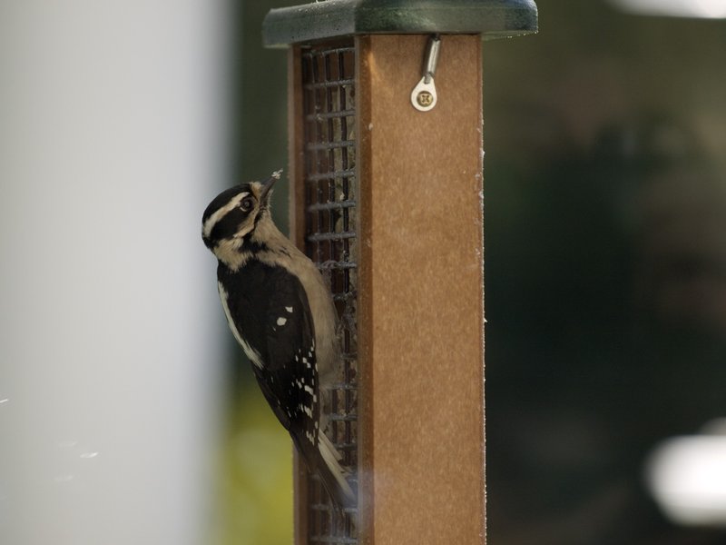 Downy Woodpecker