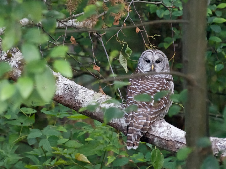 Barred Owl II