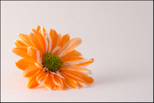 Flower.jpg
