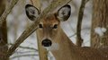 Doe 1