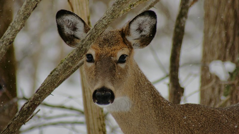 Doe 1