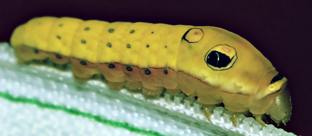 spicebushyellow.jpg