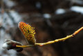 Spring Pussy Willow