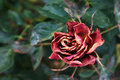 old rose