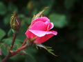 rose and bud