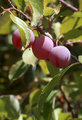 Just Plum Good
