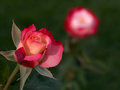 Rose fade