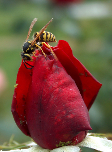 Rose Wasp