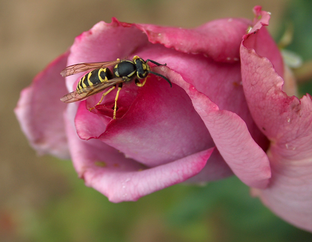 Even Wasps Like Roses