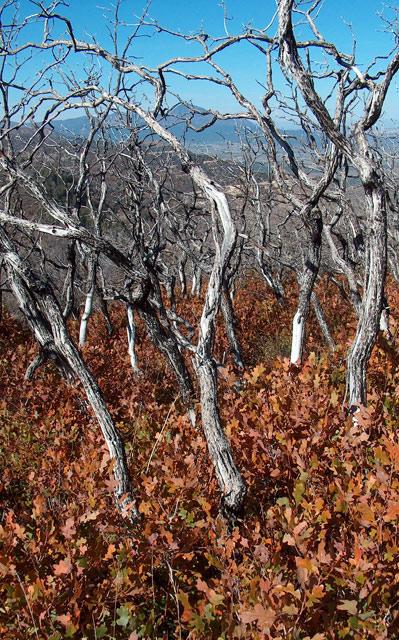 Fall in Mesa Verde