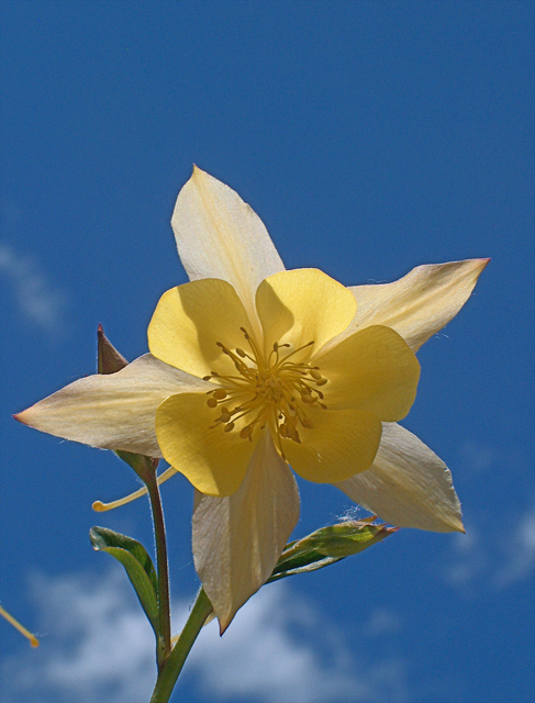 Golden columbine