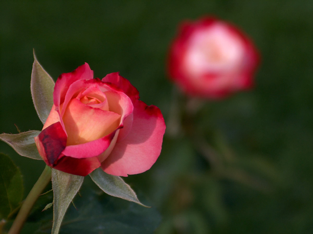 Rose fade