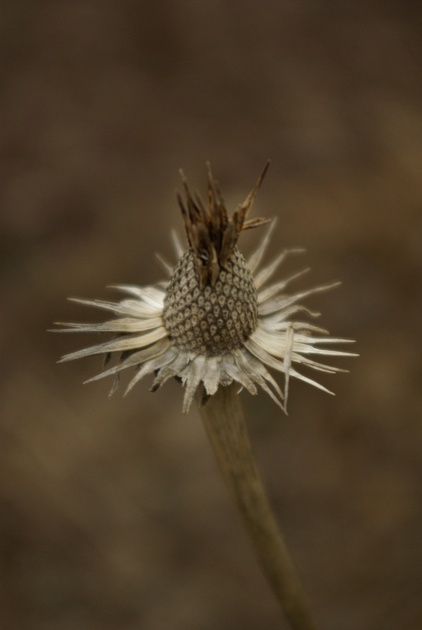 Last Year's Purple Coneflower-4.jpg