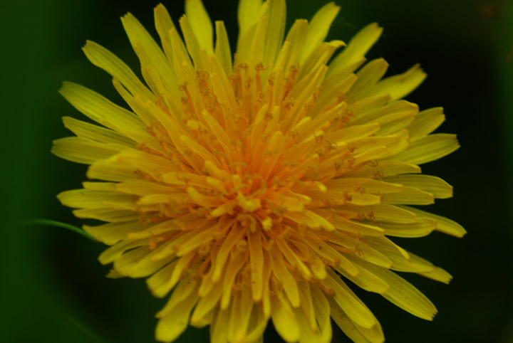 DandyLion-- bain of lawn keepers.jpg