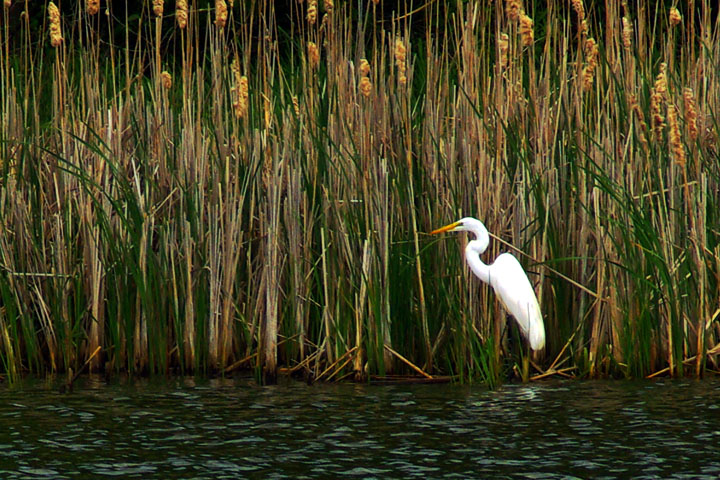 Egret