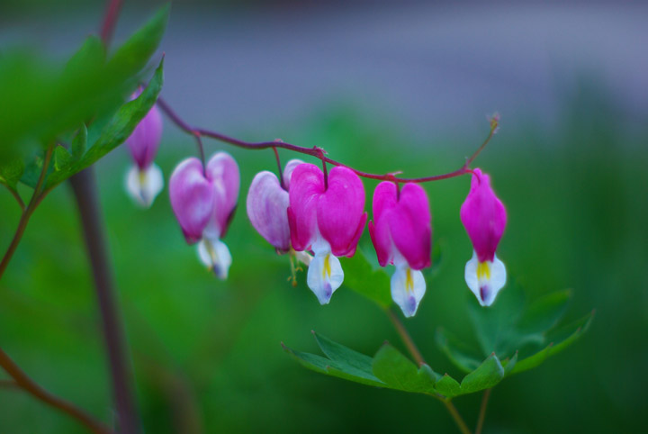 50mm Bleeding Heart.jpg