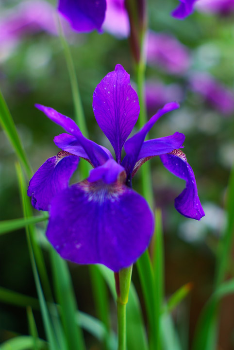Iris-50mm.jpg