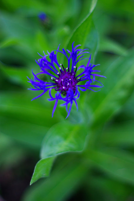 Blue and Green 50mm.jpg