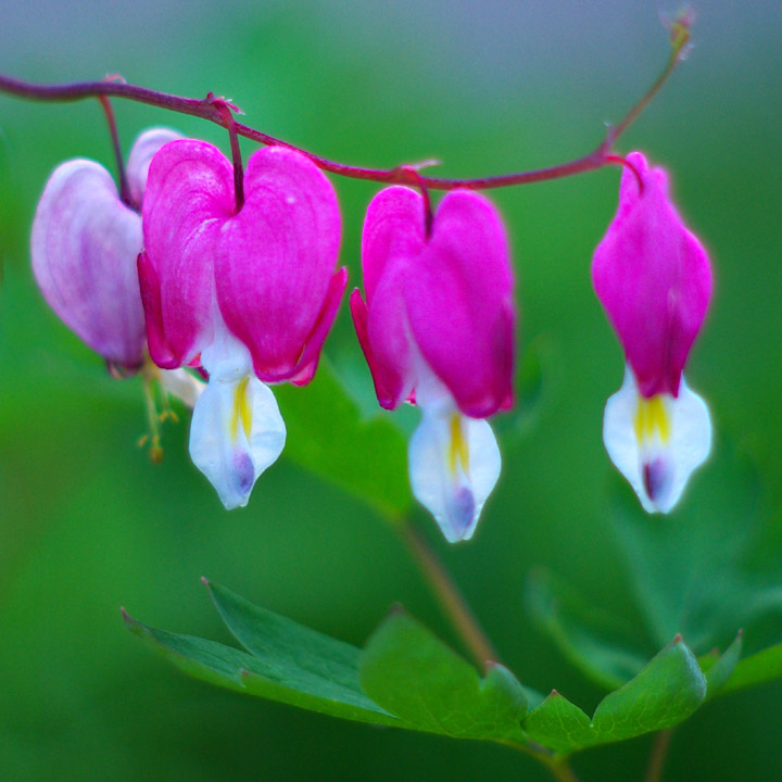 50mm Bleeding Heart After.jpg