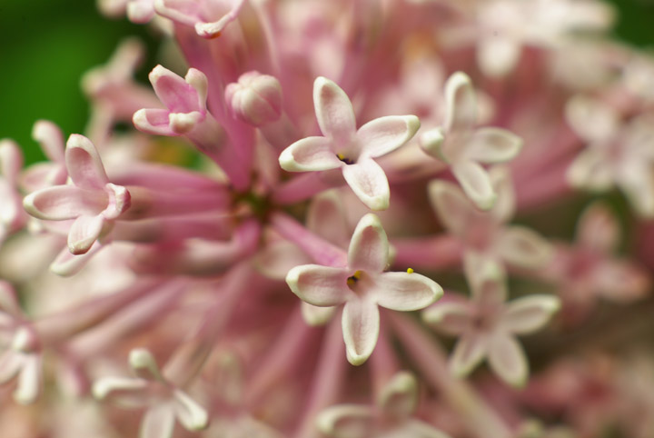Lilacs not quite so close.jpg