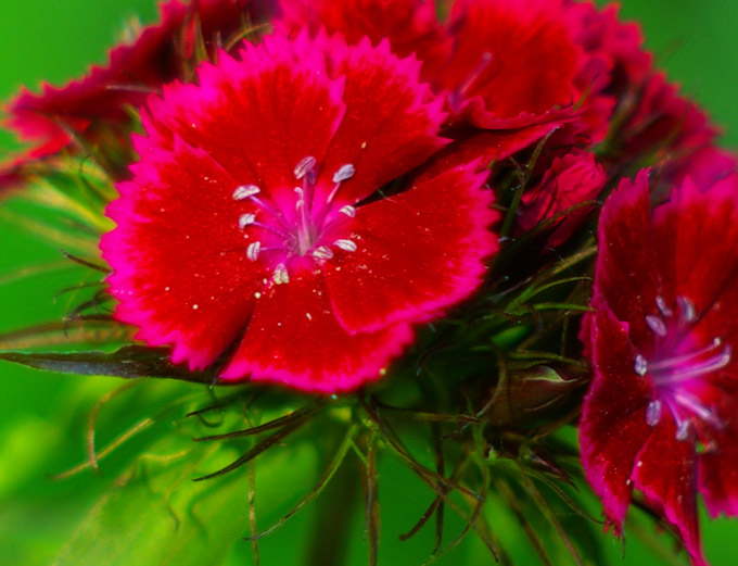 Dianthus-After.jpg