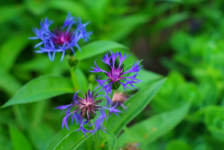 Corn Flower Before.jpg